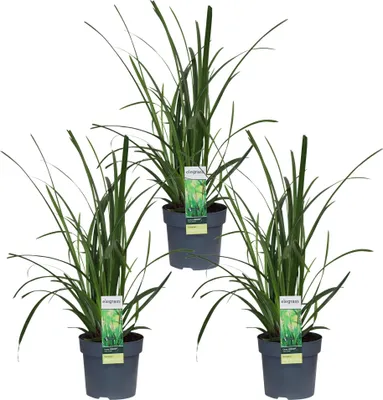 Produktbild von Carex morrowii 'Irish Green' – 3 Pflanzen – Immergrünes Ziergras – Ø14cm – Höhe ca. 30cm – robustes Garten – Gras für Sonne & Schatten