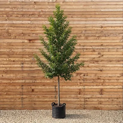 Produktbild von Portugiesischer Kirschlorbeer Brenelia 200-250 cm, Stammumfang 6-8 cm - Prunus lusitanica Hochstamm, immergrün