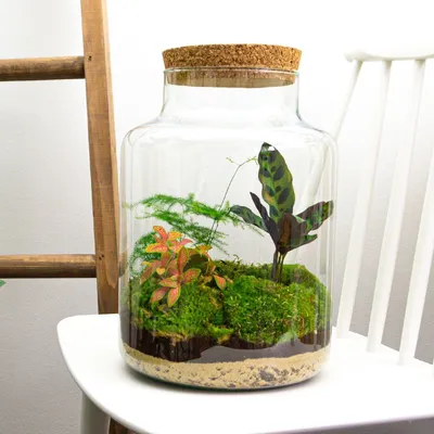 Produktbild von Flaschengarten - Milky - Pflanzen im Glas - ↑ 30 cm