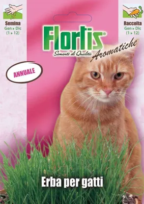 Produktbild von Kräutersamen - Katzengras von Flortis