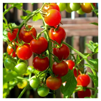 Produktbild von -Tomatensamen Miel du Mexique