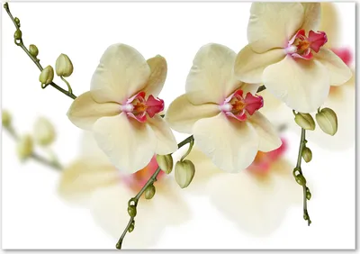 Produktbild von Tulup® Glas-Bild - 100 x 70 - Wandbild aus Glas - Wandkunst - Wandbild hinter gehärtetem Sicherheitsglas - Blumen & Pflanzen - Orchidee - Gelb