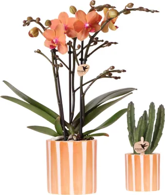Produktbild von Pflanzenset Orange Phalaenopsis Orchidee Bolzano & Sukkulente - Mit Keramischen