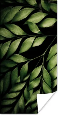 Produktbild von MuchoWow® Poster Die Zweige eines Farns vor einem schwarzen Hintergrund 40x80 cm - Dekoration