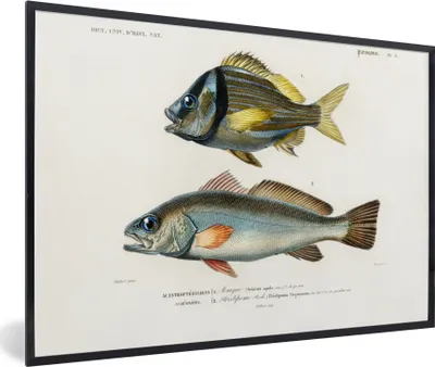 Produktbild von MuchoWow® MuchoWow® Gerahmtes Poster Fisch - Jahrgang - Realismus 30x20 cm - Poster mit zchwarzem Bilderrahmen - Kunstdruck - Bild-Poster