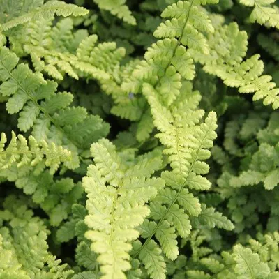 Obrázek produktu pro 6 x Kapradina zlatá šupinatá Pinderi - Dryopteris affinis 'Pinderi' | Květináč 9cm x 9cm