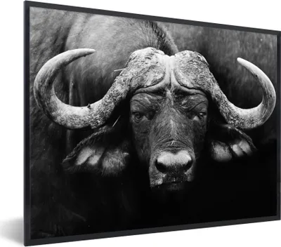 Produktbild von MuchoWow® Gerahmtes Poster Tiere - Büffel - Schwarz - Weiß - Porträt 40x30 cm - Poster mit Schwarzem Bilderrahmen Wandposter Rahmen Foto Bilder - Kunstposter - Wanddekorationen
