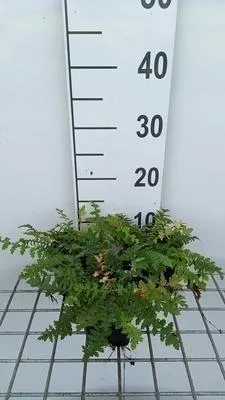 Obrázek produktu pro 6 x Filipendula vulgaris ( hexapetala) - Tužebník obecný - květináč 9 x 9 cm