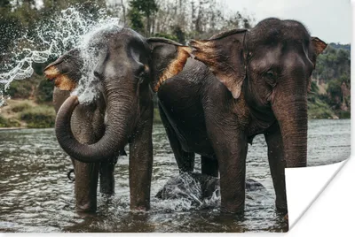 Produktbild von MuchoWow® Poster Elefant - Wasser - Fluss 60x40 cm - Schlafzimmerdekoration