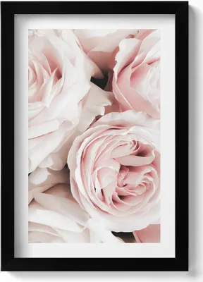 Produktbild von Zartrosa Blumen, zarte Rosen– Wandbild mit Rahmen – Gerahmtes Bild  – Wanddekoration – 20x30 cm – Schwarz