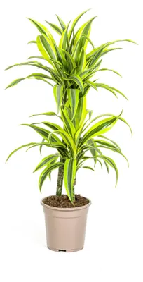 Produktbild von Dracaena – Dracaena deremensis „Lemon Lime“ – Zimmerpflanze – Höhe 70–90 cm – Topf 19 cm
