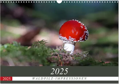 Produktbild von Waldpilz-Impressionen (Wandkalender 2025 DIN A3 quer), CALVENDO Monatskalender