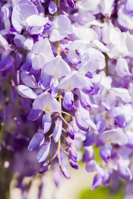 Produktbild von Wisteria floribunda 'Domino/Issai', Blauregen, violett, 60–100 cm