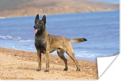 Produktbild von MuchoWow® Poster Malinois Schäferhund am Strand 180x120 cm - Fotoplakat