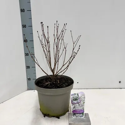 Image de Syringa meyeri Flowerfesta® White (« Anny200810 » PBR) - Lilas noble | 60-70 cm en pot