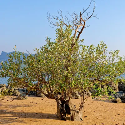 Immagine prodotto di Mangrovia bianca (Avicennia alba) - 1 seme germogliato