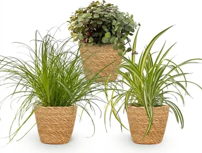 Produktbild von Zimmerpflanzen Mix 3er Set Cyperus Calissia Chlorophytum Mit Korb Ø12cm Höhe
