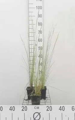 Produktbild von 6 x Poa labillardieri - Labillardière-Schwingel - Topf 9 x 9 cm