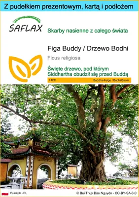 Zdjęcie produktu dla SAFLAX - Zestaw prezentowy - Figa Buddy / Drzewo Bodhi - 100 Nasiona - Z pudełkiem upominkowym, etykietą wysyłkową, kartą podarunkową i podłożem uprawowym - Ficus religiosa