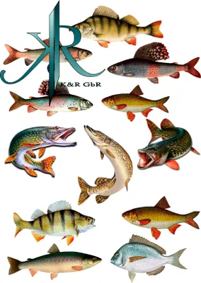 Produktbild von Fishing, Angler, Fisch, 12 Stück,Tortenaufleger,Geburtstag,Tortendeko,