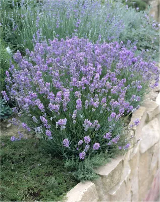 A close-up view of a lavender plant with purple flowers and green foliage, growing next to a stone wall.