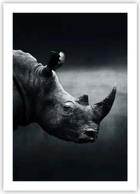 Produktbild von Poster - Poster ohne Rahmen - Nashorn Schwarzweiß Porträt - 50x70 cm - Wand Bild - Wanddeko - Wandbilder - Kunstposter - Wandposter - Bilder - Kunstdruck - Wanddekoration - Wandbild - P2XPA50x70-4347