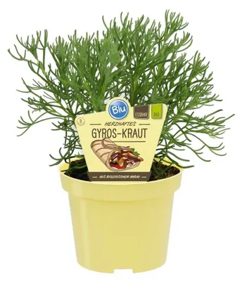Produktbild von Gyroskraut- Artemisia caucasica - Kräuterpflanze im 12cm Topf