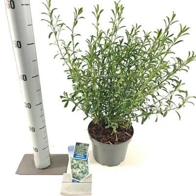 Zdjęcie produktu dla Eriostemon myoporoides – woskowiec długolistny | 30–40 cm w doniczce