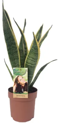 Zdjęcie produktu dla Sansevieria Laurentii - 40-50cm - Ø14cm - Roślina doniczkowa - Zimozielony - Kaktusy i sukulenty