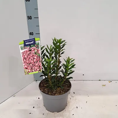 Zdjęcie produktu dla Kalmia lat. 'Minuet' – kalmia | 25–30 cm w doniczce