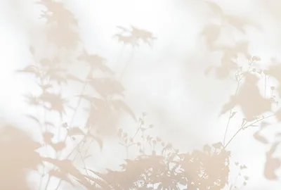 Produktbild von Tadessi Fototapete | Blumen | 4.00 m  x 2.70 m | Beige | Weiß | Wandbild | Digitaldruck