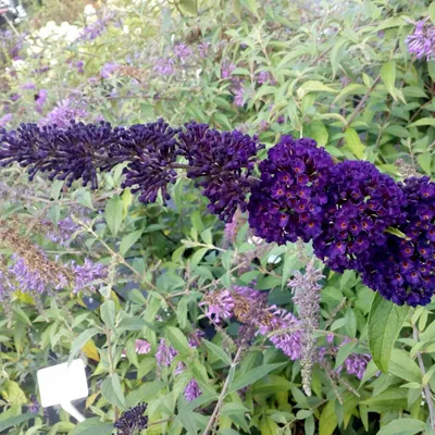Obrázok produktu pre 2 x  letný budleja  - Buddleja davidii 'Black Knight'  | 40-60 cm v kontajneri
