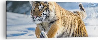 Produktbild von Bild auf Leinwand - Leinwandbild - tiger tier - 140x50cm - Wand Bild - Wanddeko - Wandbilder - Leinwanddruck - Bilder - Kunstdruck - Wanddekoration - Leinwand bilder - Wandkunst - AB140x50-3928