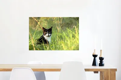 Produktbild von MuchoWow® Poster Schwarz-weiße American Shorthair im hohen Gras 80x60 cm - Kunst für zu Hause