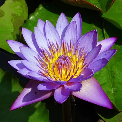 Productafbeelding van Blauwe Lotus (Nymphaea nouchali) - 10 zaden
