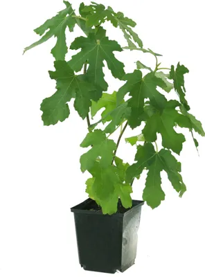 Produktbild von Feigebaum ´PERETTA®´ 15-20 cm, Cont. 2 l