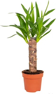 Produktbild von Bloomique - Yucca Elephantipes - Yucca Palme - Palmlilie - Zimmerpflanzen - Pflegeleicht - Luftreinigend - Höhe 30-40 cm - Topf 12 cm
