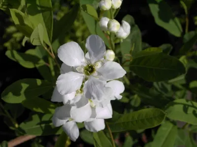 Produktbild von Exochorda racemosa - Sparriege Prunkspiere - Chinesische Radspiere - 40-60