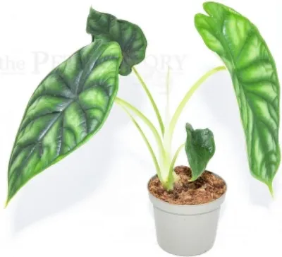 Obrázek produktu pro Alocasia baginda DRAČÍ ŠKÁLA