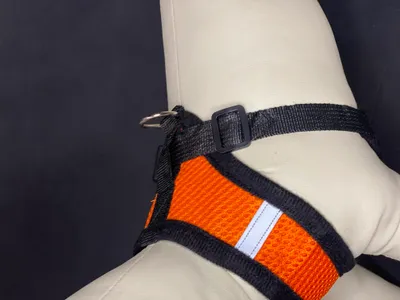 Produktbild von REFLEX Hundehalsbänder mit Leine S - orange