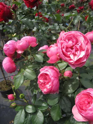 Produktbild von Stammrose Pomponella - ADR-Rose - Nostalgie-Rose - Kordes-Rose - Märchenrose