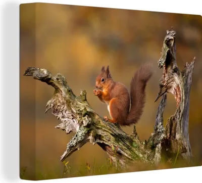 Produktbild von MuchoWow® - Leinwandbilder - Eichhörnchen - Baumstamm - Wald, Wandbild, Wanddeko Bilder Wohnzimmer, 80x60 cm