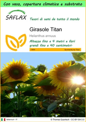 Immagine prodotto di SAFLAX Garden to go - Girasole Titan - 20 semi - Helianthus