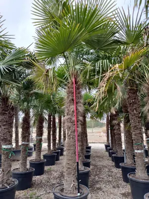 Produktbild von Palme Hanfpalme Trachycarpus Fortunei ca. 270cm - 300 cm – Winterhart bis –19 °C –