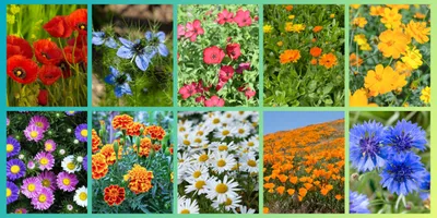 Produktbild von Wildblumen Saatgut Set, 10 Sorten, 28.000 Samen, Blumenwiese Mix mit Mohn, Kornblumen, Ringelblumen, Margeriten und mehr alle einzeln verpackt
