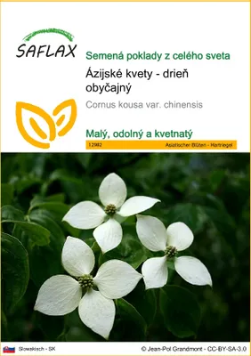 Obrázok produktu pre SAFLAX - Ázijské kvety - drieň obyčajný - Cornus kousa var. chinensis - 30 Semená