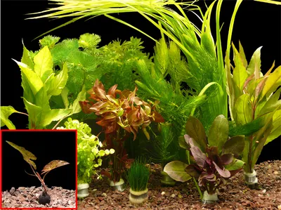 Produktbild von 140 Aquarienpflanzen + Lotus + Froschbiss - 1A-Qualität