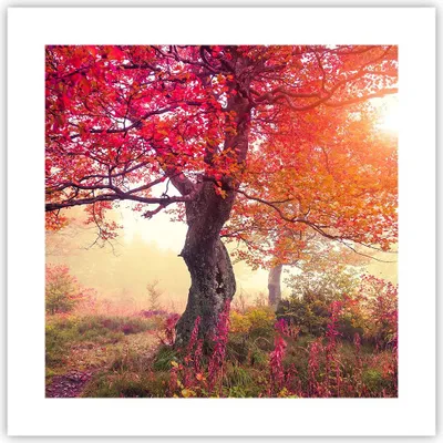 Produktbild von Poster - Poster ohne Rahmen - Baum Natur Wiese - 40x40 cm - Wand Bild - Wanddeko - Wandbilder - Kunstposter - Wandposter - Bilder - Kunstdruck - Wanddekoration - Wandbild - P2XAC40x40-3658