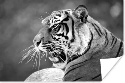 Produktbild von MuchoWow® Poster Tiger - Wild - Schwarz - Weiß 60x40 cm - Schlafzimmerdekoration
