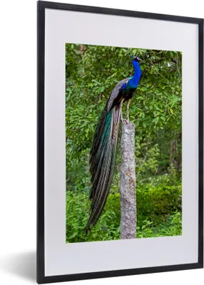 Produktbild von MuchoWow® MuchoWow® Gerahmtes Poster Pfau - Wald - Zweig 40x60 cm - Poster mit zchwarzem Bilderrahmen - Poster in Rahmen